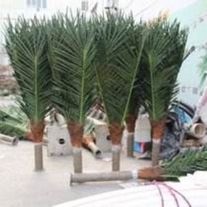 Coconut palm