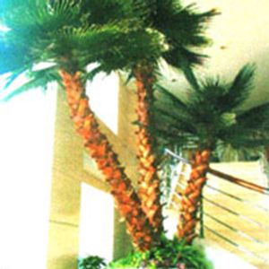 palm